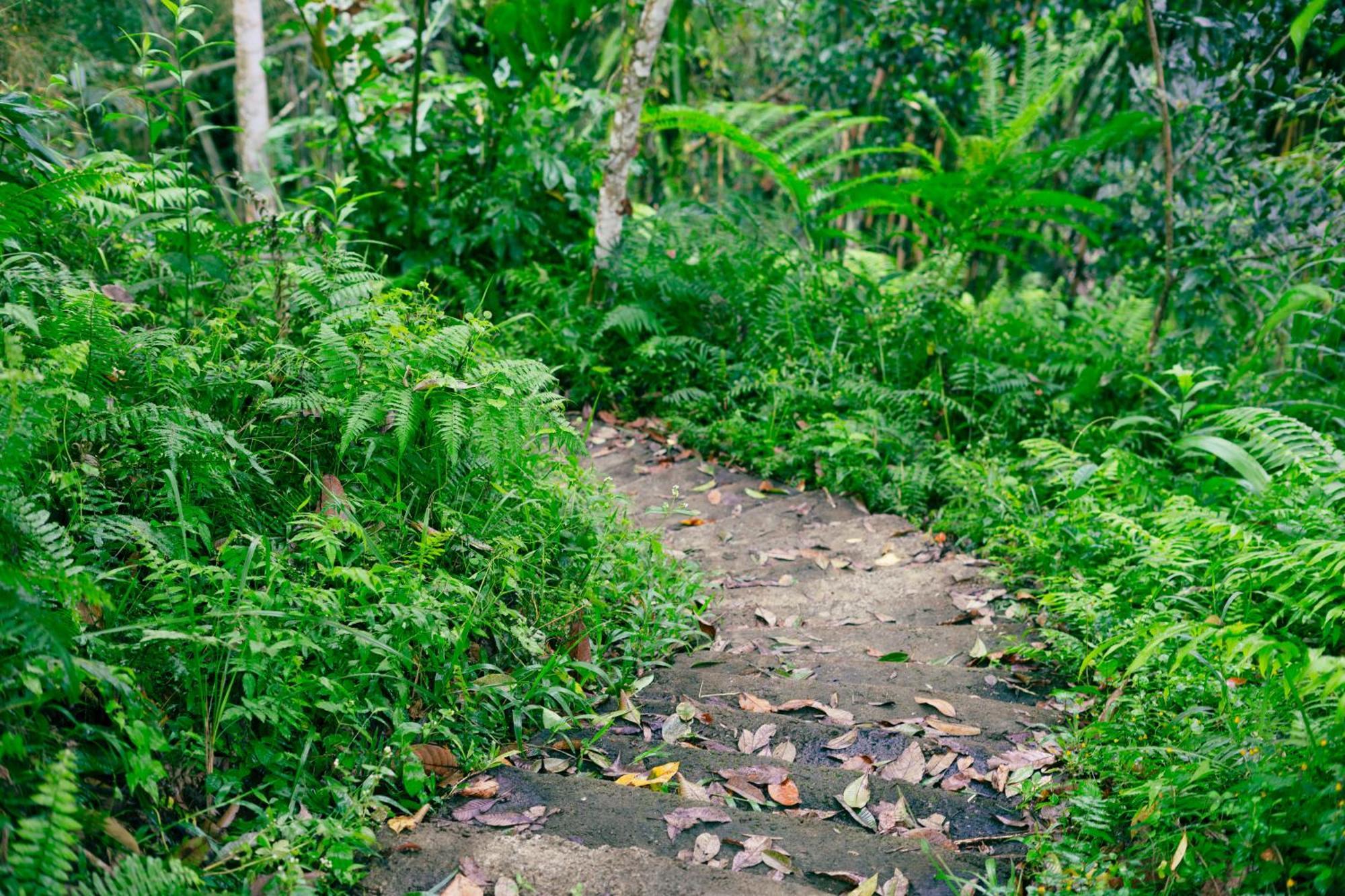 Santya Loka Lodge & Twin Waterfall Jatiluwih Exteriér fotografie